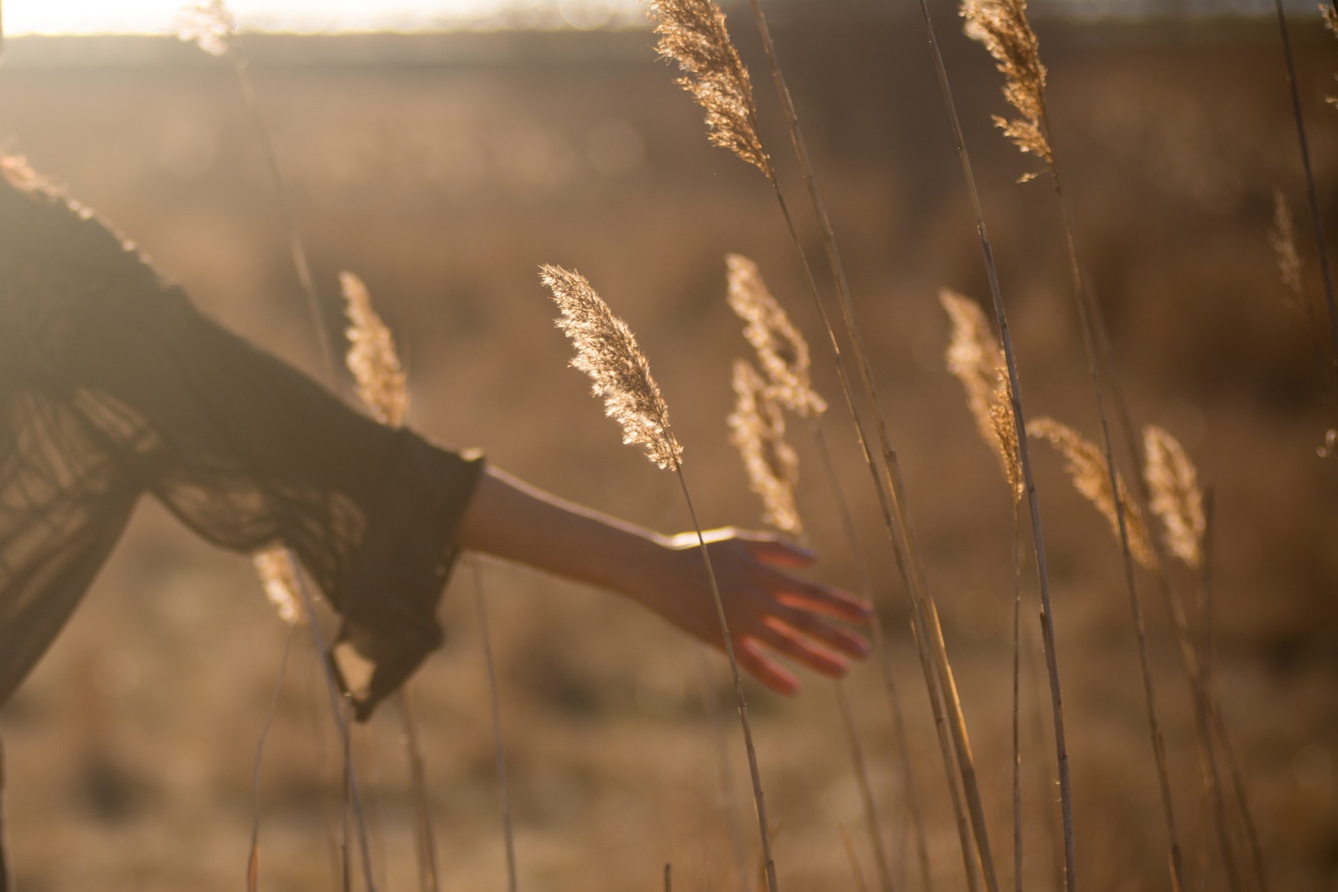 bras habillé d'une tunique de coton et main dénudée devant des épis de blé illuminés par le soleil couchant